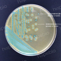 李斯特氏菌显色培养基——单增李斯特氏菌，英诺克李斯特氏菌